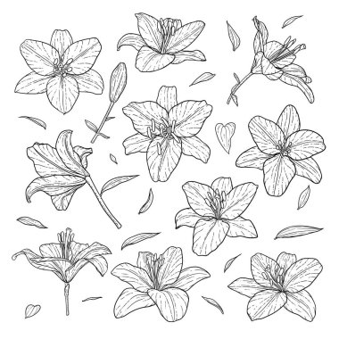 güzel tek renkli siyah beyaz set zambak arka planda izole. Elle çizilmiş. Tasarım tebrik kartı ve düğün davetiyesi, doğum günü, sevgililer günü, anneler günü ve diğer tatiller.