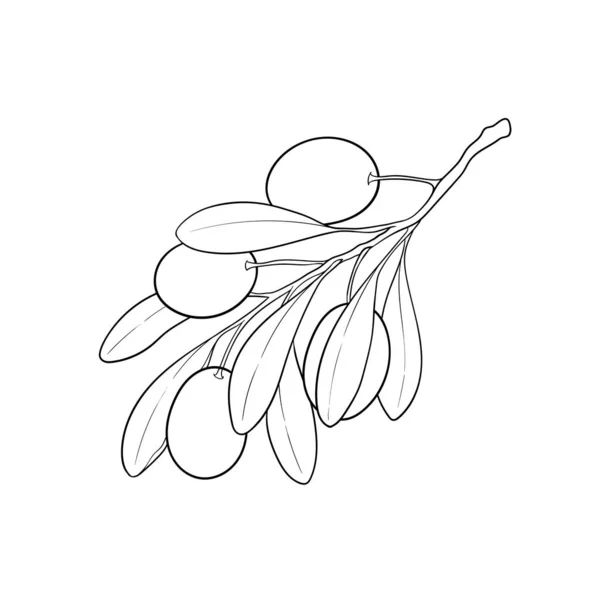 Ασπρόμαυρο περίγραμμα Κλαδί ελιάς με φύλλα και ελιές που απομονώνονται στο φόντο. σχεδιασμός για εστιατόριο, καφέ, μενού ή βιολογικά καλλυντικά με ελαιόλαδο. Συσκευασία διακόσμηση, λογότυπο, πανό, εικονογράφηση. — Διανυσματικό Αρχείο