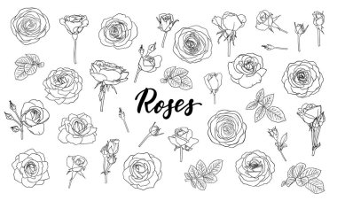 Siyah beyaz çizgili güller, tomurcuklar ve yapraklar. Beyaz arka planda izole edilmiş çiçek hatları. tasarım tebrik kartı ve düğün davetiyesi, doğum günü, sevgililer günü, anneler günü, tatil