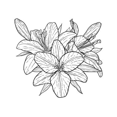 güzel tek renkli siyah ve beyaz buket zambak arka planda izole. Elle çizilmiş. tasarım tebrik kartı ve düğün, doğum günü, Sevgililer Günü, anneler günü ve diğer tatil davetiyesi.