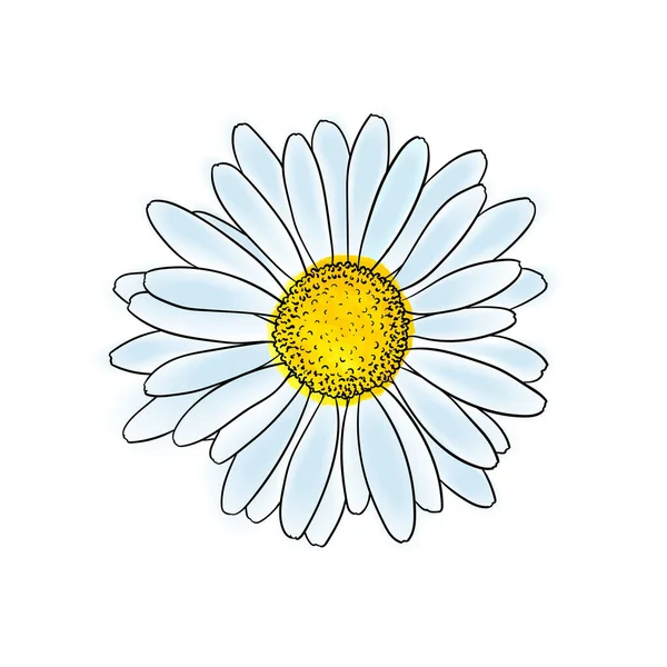 Schöne Doodle Skizze Gänseblümchen Blume Mit Umriss Isoliert Für Grußkarten — Stockvektor