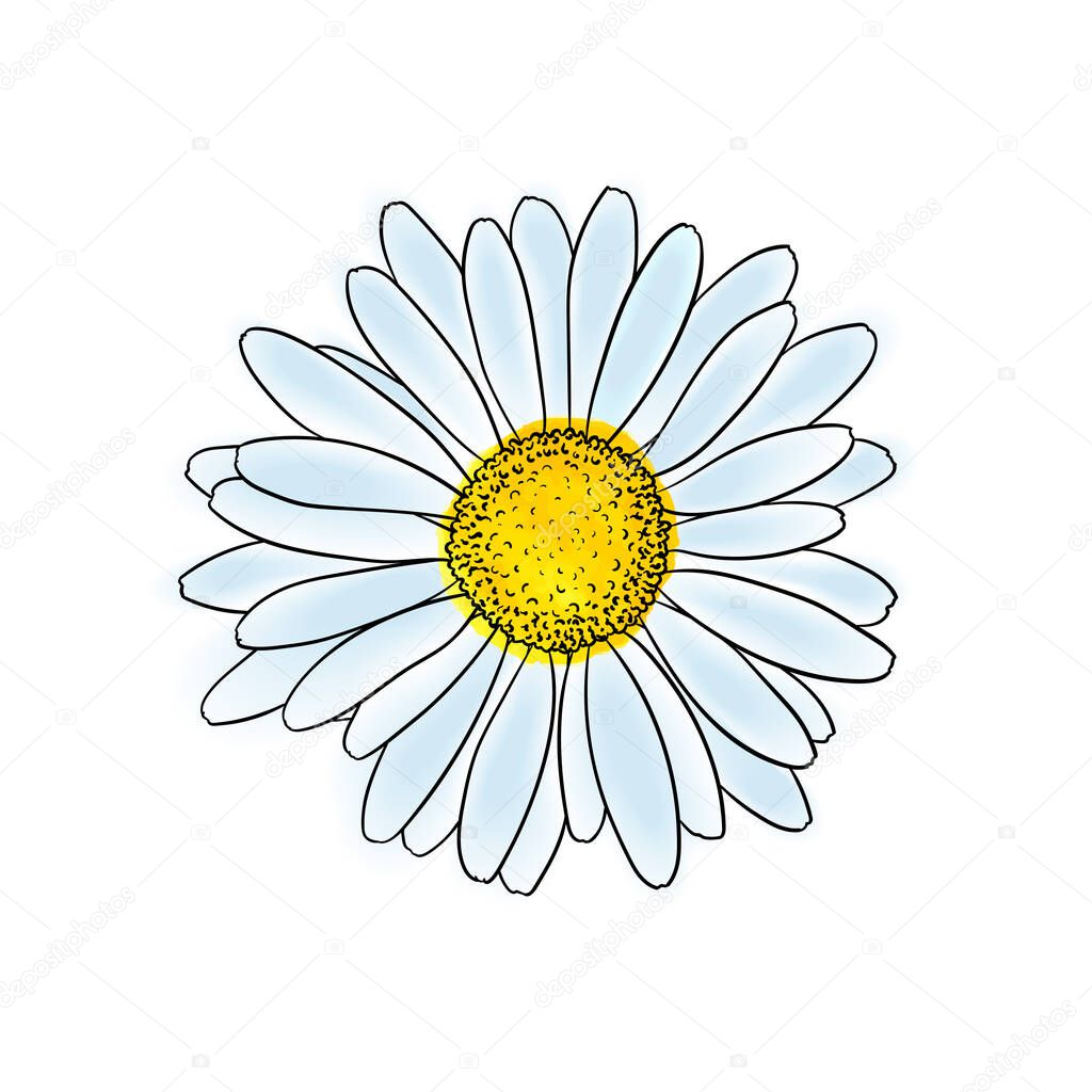beautiful doodle sketch daisy flower with outline isolated. for greeting cards and invitations of the wedding, birthday, Valentine's Day, mother's day and other seasonal holiday