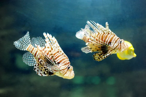 Dois peixes-leão pterois volitans - peixe venenoso perigoso — Fotografia de Stock