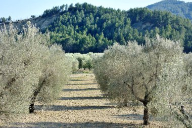 Alan Akdeniz zeytin ağaçlarıyla Apulia, İtalya
