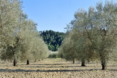 Plantation Akdeniz zeytin ağaçlarının