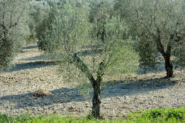 Mediterrane Olivenbäume Feld Plantage Blick — Stockfoto