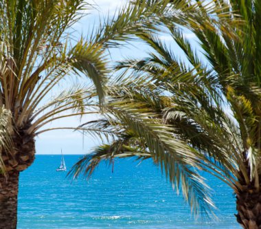 Palmiye ve mavi deniz güneşli bir günde, Barcelona, İspanya