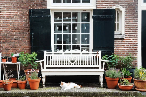 Amsterdam, Holandia, Europa - fasady budynku, okna, biały ławce i kot — Zdjęcie stockowe