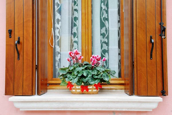 Roślin na parapecie dom w Burano, Venice — Zdjęcie stockowe