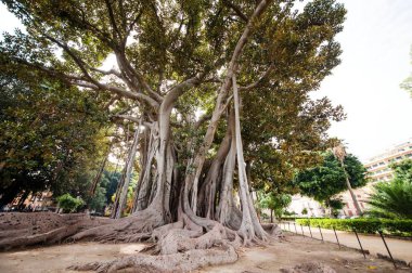 Karakteristik ficus ağaç Palermo Botanik Bahçesi, Sicilya, İtalya