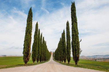 Selvi ağaçları satır ve tuscan yolda manzara, Toskana, İtalya