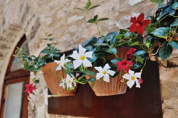 Ozdoby z kwiatów na starożytnej ulicy Spello. Umbria — Zdjęcie stockowe