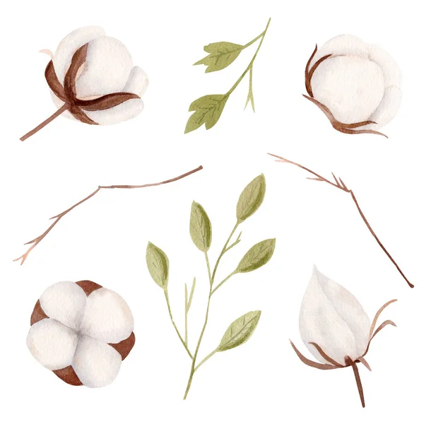 水彩綿の花セット。白地に孤立した手描き枝. — ストック写真