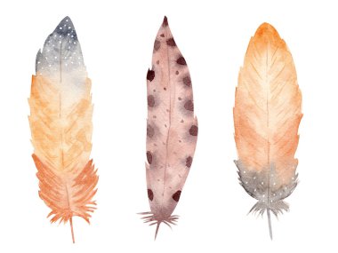 Beyaz arka planda elle çizilmiş suluboya tüy. Boho biçimi grafikleri.