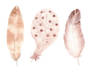 Suluboya kuş tüyleri. El rengi kahverengiye boyanmış.