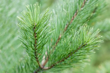 Yağmur damlaları ile doğal bir bokeh ile çam dalı. Seçici 