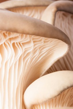 İstiridye mantar, yakın çekim, seçici odak.