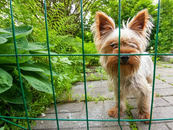 지저분한 요크 셔 테리어 강아지. — 스톡 사진