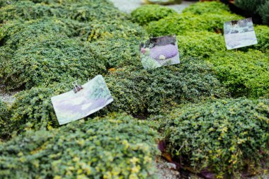 Thymus Serpilllum, Breckland vahşi ya da çiçek pazarında elf kekiği. Ürpertici Kekik Bahçesi