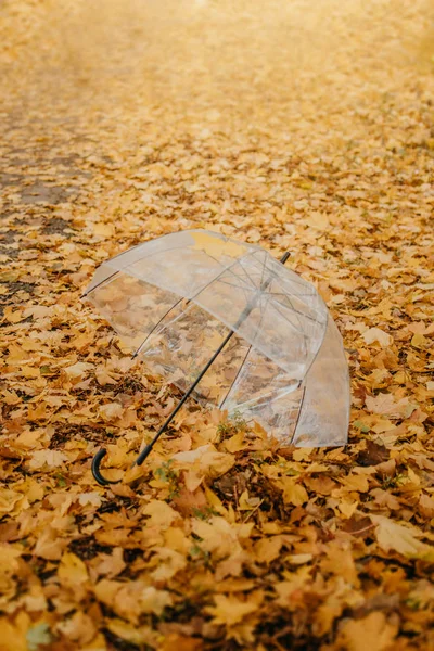 Autumn fall background with transparent umbrella on fallen yello