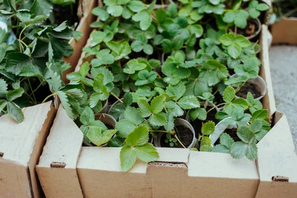 Strawberry seedlings plants in box at farmers market, garden shop. Strawberry seedlings in the garden — Stock Photo, Image