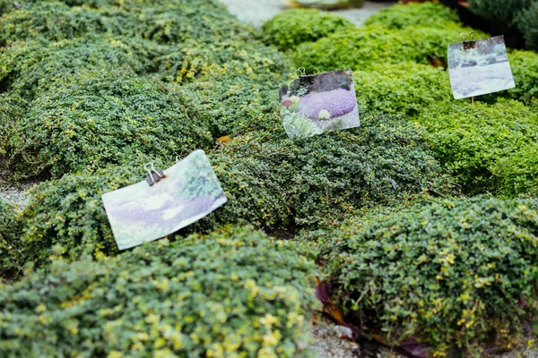 Thymus serpyllum, Breckland wild or elfin thyme in flower market. Creeping Thyme Garden — Stock Photo, Image