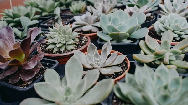 Diferentes suculentas de cactus en maceta en tienda, mercado. Cactus y plantas suculentas vivero fondo — Foto de Stock