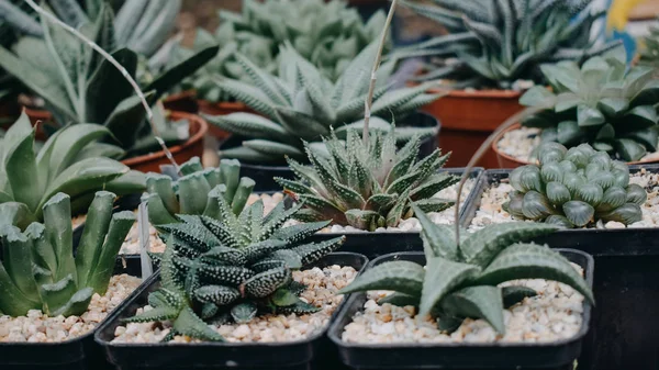 Diferentes suculentas de cactus en maceta en tienda, mercado. Cactus y plantas suculentas vivero fondo — Foto de Stock