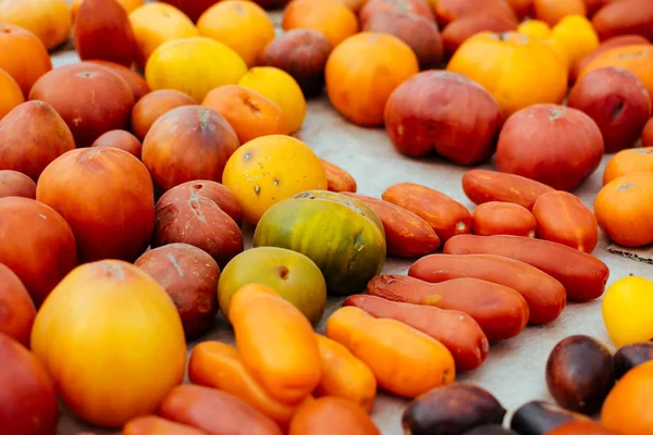 Tomatensorten. bunte Vielfalt an Bio-Tomaten. verschiedene Sorten von roten, orangen, gelben Tomaten. — Stockfoto
