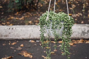 Antika Rowleyanus, çiçekçide beyaz tencerede asılı duruyor. Antika Rowleyanus, İnci Dizisi, Senecio Rowleyanus, uzun yıllardır takip eden kökler. Temel ev bitkisi