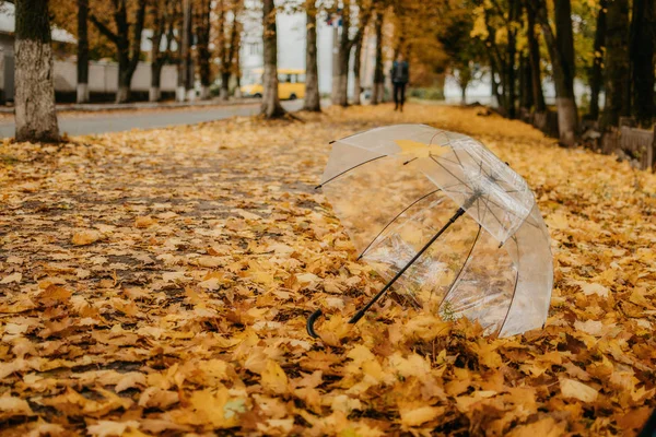 Φθινόπωρο φόντο πτώση με διαφανή ομπρέλα σε πεσμένα κίτρινα φύλλα σφενδάμου. Τάση ομπρέλα με φύλλα πορτοκαλιού βρίσκεται στο έδαφος το φθινόπωρο του πάρκου — Φωτογραφία Αρχείου
