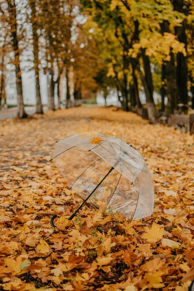 Autumn fall background with transparent umbrella on fallen yellow maple leaves. Trend umbrella with orange leaf lies on the ground in fall autumn park