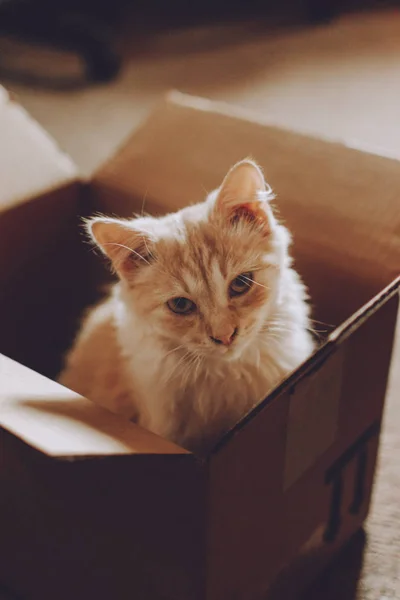 Adopting kitten from shelter. Cat Rescue. Little sad street stray homeless kitten in cardboard box in the house — 스톡 사진