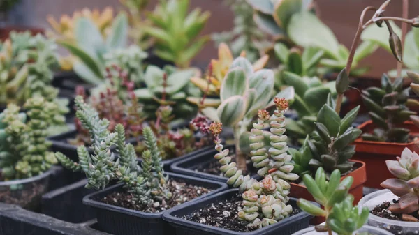 Különböző cserepes kaktuszok a boltban, a piacon. Kaktusz és zamatos növények óvodai háttere — Stock Fotó