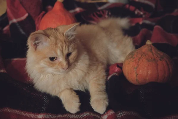 Cozy mood, home comfort, Thanksgiving Day concept. Ginger cat lying on plaid with pumpkin — Stock Photo, Image