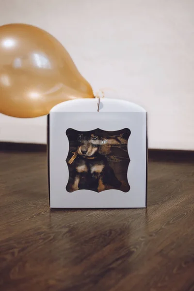 Щенок в подарок ребенку. Милая собачка такса с бантиком в подарочной коробке с желтым шариком — стоковое фото