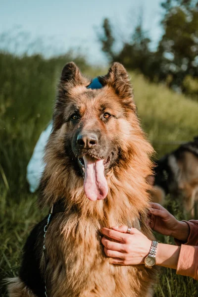 Zvířecí láska, pes je nejlepší přítel. Německý ovčák pes a lidská ruka zblízka — Stock fotografie