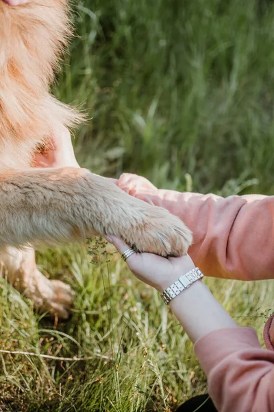 Psia miłość, pies jest najlepszym przyjacielem. Owczarek niemiecki łapki i ludzka ręka zbliżyć — Zdjęcie stockowe