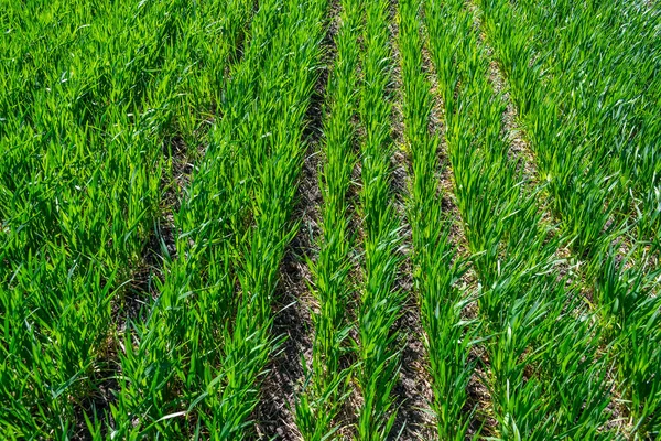 再生農業 ホリスティック経営 農業問題の概念 緑の小麦畑の背景 — ストック写真