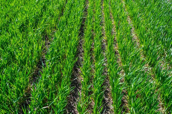 Agricultura Regenerativa Gestión Holística Concepto Problema Agrícola Fondo Del Campo — Foto de Stock