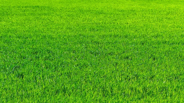 Agricultura Regenerativa Gestão Holística Conceito Problema Agrícola Campo Trigo Verde — Fotografia de Stock