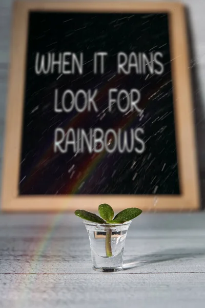 Citação Motivação Quando Está Perto Rainbows Uma Planta Pequena Que — Fotografia de Stock