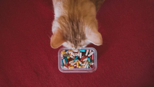 Cat and many pills on a red background. Pets, Cats infected with the coronavirus