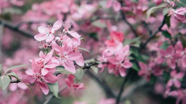 Spring Banner with pink sakura flowers. Abstract floral backdrop of pink flowers over pastel colors with soft style for spring or summer time. Banner background with copy space.