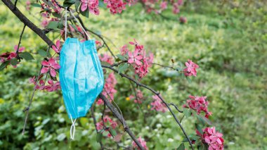 Coronavirus Trash: Çiçek açan bahar ağaçlarındaki yüz maskeleri. Bahçede bırakılmış tıbbi maskeler. Coronavirus ve Atık ve Geri Dönüşüm Hizmetleri.