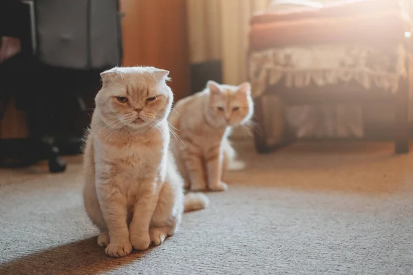 Presenterar Två Katter Anta Andra Katt Lägga Till Andra Katt — Stockfoto