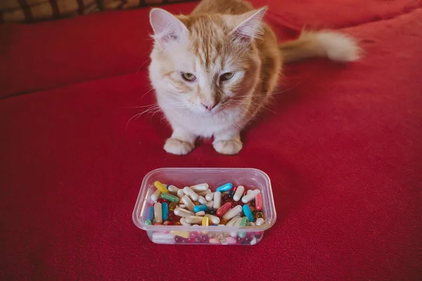 고양이에게 동물에게 고양이한테 먹이는 고양이와 약들이 배경에 의병의 — 스톡 사진