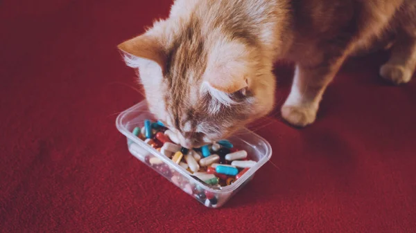 Dar Comprimidos Gatos Pagar Teu Animal Estimação Como Dar Gato — Fotografia de Stock