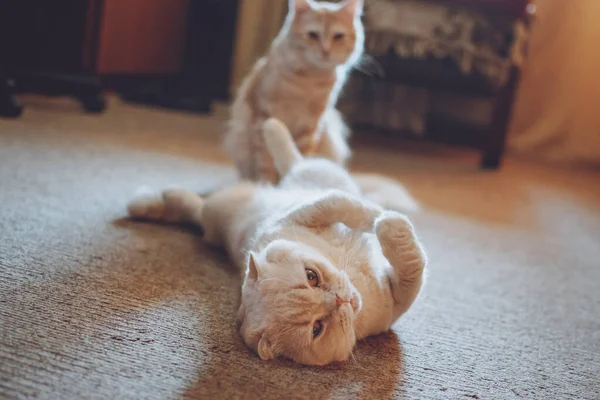 Presenterar Två Katter Anta Andra Katt Lägga Till Andra Katt — Stockfoto