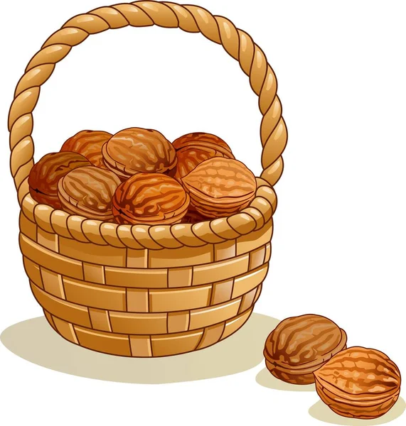 Wicker Basket Walnuts Isolated White Background — Stock Vector